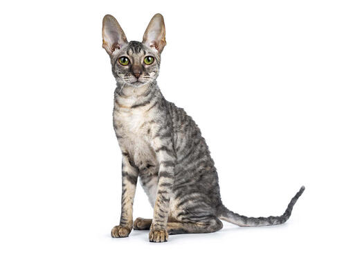 Cornish Rex Cat Breed Information Purina